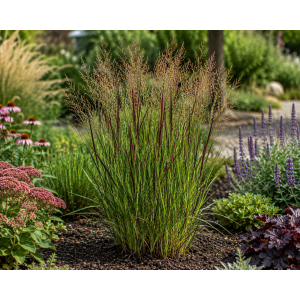 Proso prútnaté (Panicum virgatum)  ´WARRIOR´ kont. C1,5L